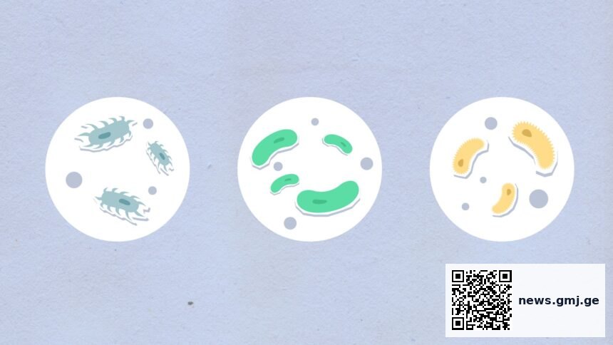 Diagram showing five foundational principles of cell organization: cell theory, membrane structure, compartmentalization, energy metabolism, and genetic regulation