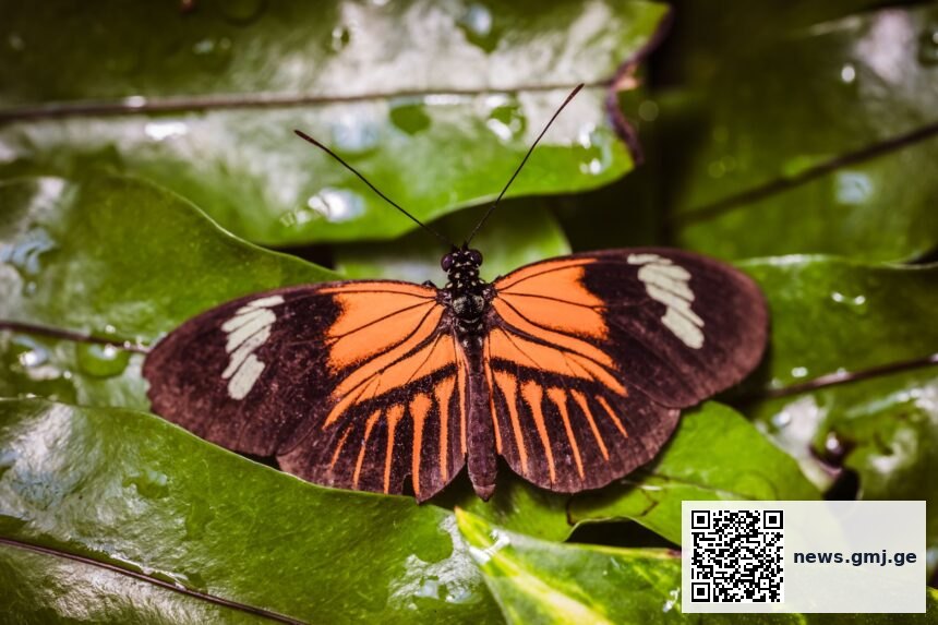 Heliconius butterfly species showing extended lifespan characteristics compared to related species