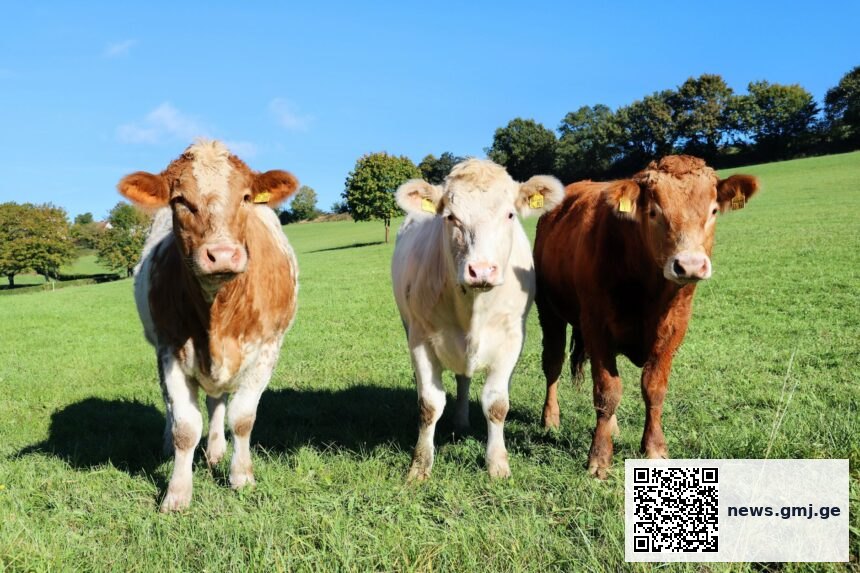 Laboratory tuberculin testing equipment for bovine tuberculosis diagnosis in veterinary settings
