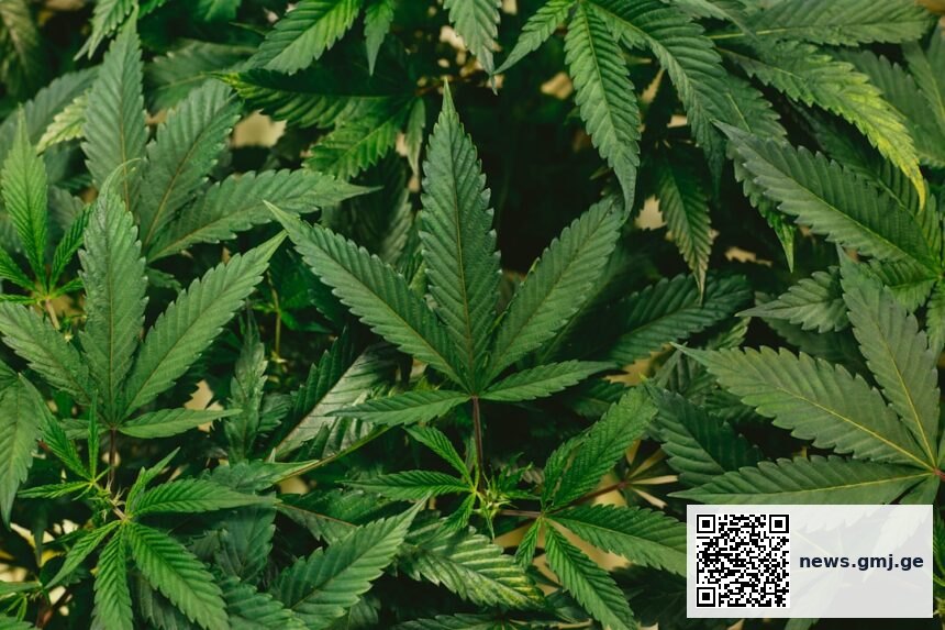 Physician reviewing cannabis pharmacology protocol with senior patient in clinical setting